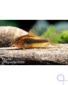 Axelrods Panzerwels - Corydoras axelrodi