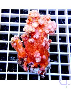 Dendronephthya sp. Orange