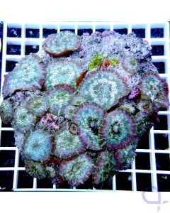 Discosoma marmoratus "Splitcolored Rim" Stein