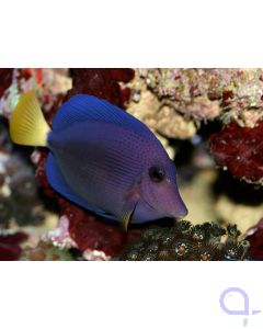 Zebrasoma xanthurum TANKBRED - Rotmeer Doktorfisch Nachzucht