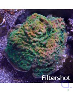 Echinophyllia - aspera - Red-Orange Eyes