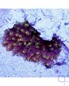 Entacmaea quadricolor - Blasenanemone  Pink Gelb
