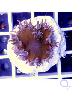 Epicystis crucifer ultra - Perlenanemone rot