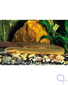 Flösselaal - Erpetoichthys calabaricus