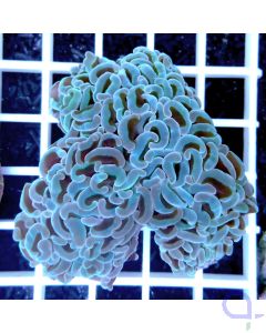 Euphyllia ancora Blue