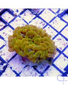 Euphyllia ancora - Hammerkoralle Australien Orange