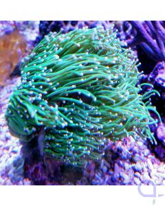 Euphyllia glabrescens - Fackelkoralle Bild 2