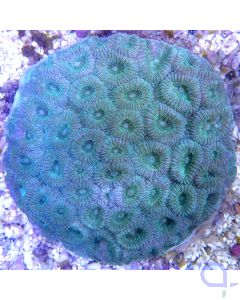 Favia sp. grün