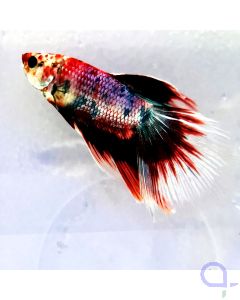 Halfmoon Kampffisch Koi - Männchen - Betta splendens 1