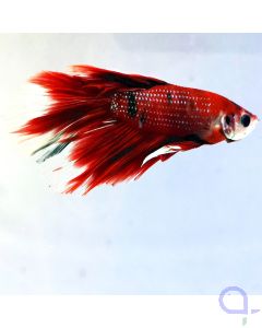 Halfmoon Kampffisch Koi - Männchen - Betta splendens