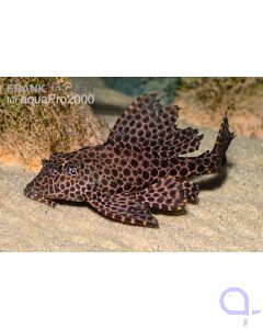Waben Schilderwels - Glyptoperichthys gibbiceps
