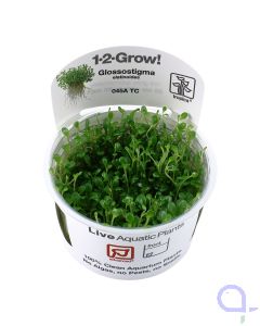 Eleocharis acicularis - Nadelsimse