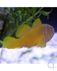 Gobiodon citrinus Bild 1