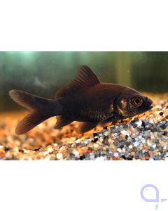 Schwarzer Goldfisch - Carassius auratus