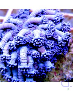 Goniopora minor Blau