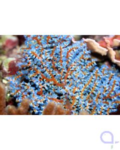 Acalycigorgia sp. - Blaue Fächergorgonie