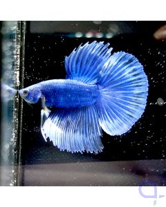 Kampffisch Halfmoon "Two Tone Blue" - Betta splendens