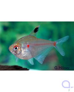 Kirschflecksalmler - Hyphessobrycon socolofi 
