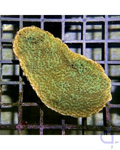 Montipora - Green Mouth #RG29