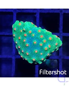 Cyphastrea - Meteor Shower #RG25