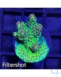 Acropora - Red Planet #RG78