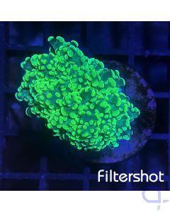 Euphyllia paradivisa - Premium Green #RG40