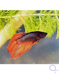 Crown Tail Kampffisch Orange Dragon, Männchen, Betta splendens