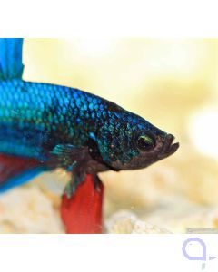 Halfmoon Kampffisch Blau-Rot - Männchen - Betta splendens