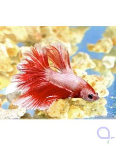 Crown tail Kampffisch Rot-Weiß - Männchen - Bett splendens