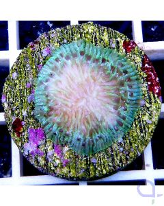 Diaseris sp. "Green Halo" Frag