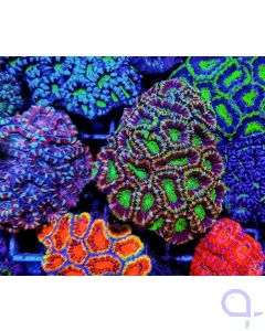 Acanthastrea lordhowensis Ultra