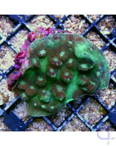 Echinophyllia orpheensis
