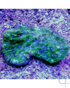 Mycedium elephantotus - Blau Grün Ultra Chalice Bild
