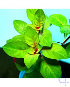 Ludwigia repens 'Rubin' - Detail