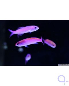 Luzonichthys taeniatus - Fahnenbarsch