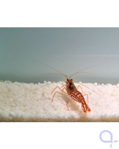 Lysmata vittata - Australische Putzergarnele