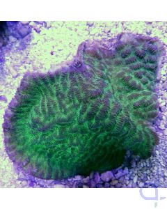 Merulina ampliata M