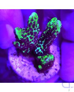 Montipora confusa - Mikroporenkoralle