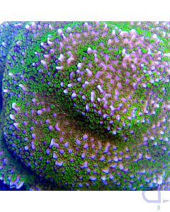 Montipora danae - Farbige Polypen