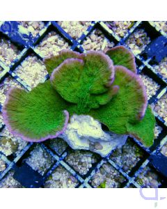 Montipora delicatula Grün-Lila Rand
