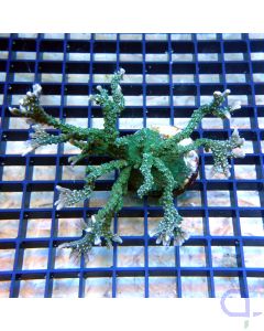 Montipora stellata - Grün