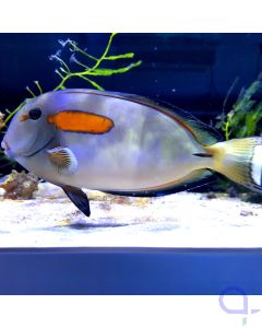 Acanthurus olivaceus - Orangefleck-Doktor