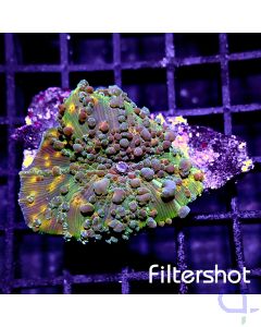 Discosoma -Golden Disk #RG02