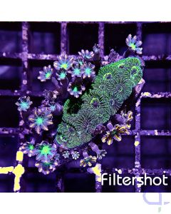 Favites Clavularia Garden