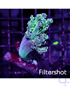 Capnella imbricata - Blue #RG73
