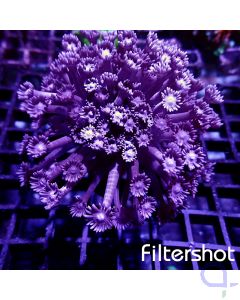 Goniopora - Purple Mouth #RG35
