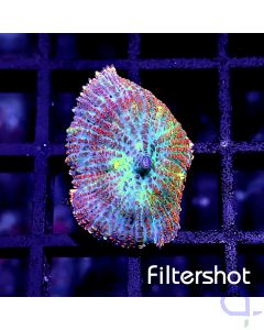 Rhodactis - Little Fire #RG61