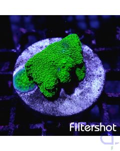 Montipora - Monster Green 
