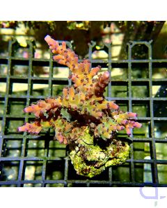 Acropora sp. - Multicolor #RG89