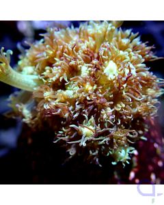 Goniopora - Yellow Galaxy 